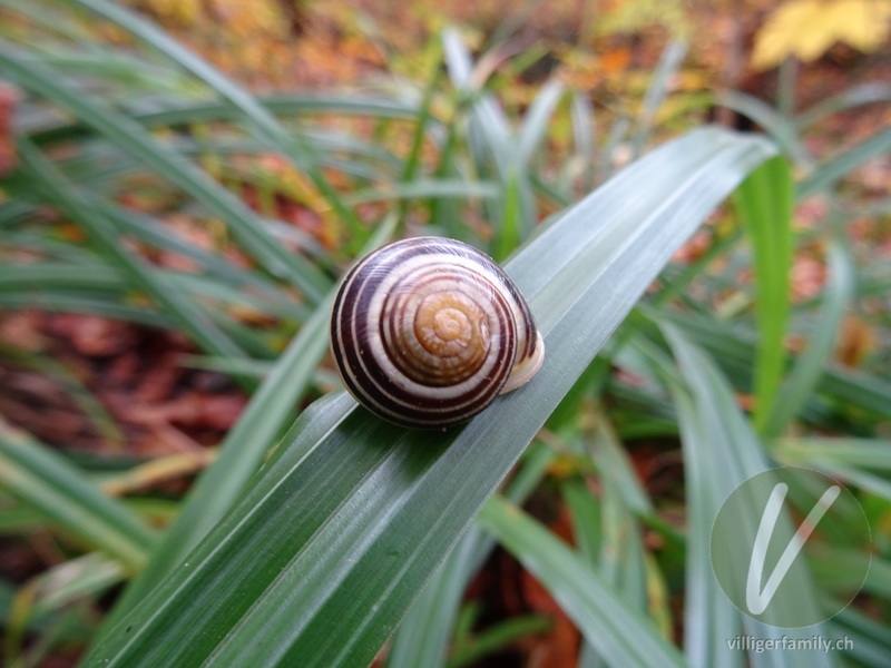 Garten-Bänderschnecke: Übersicht